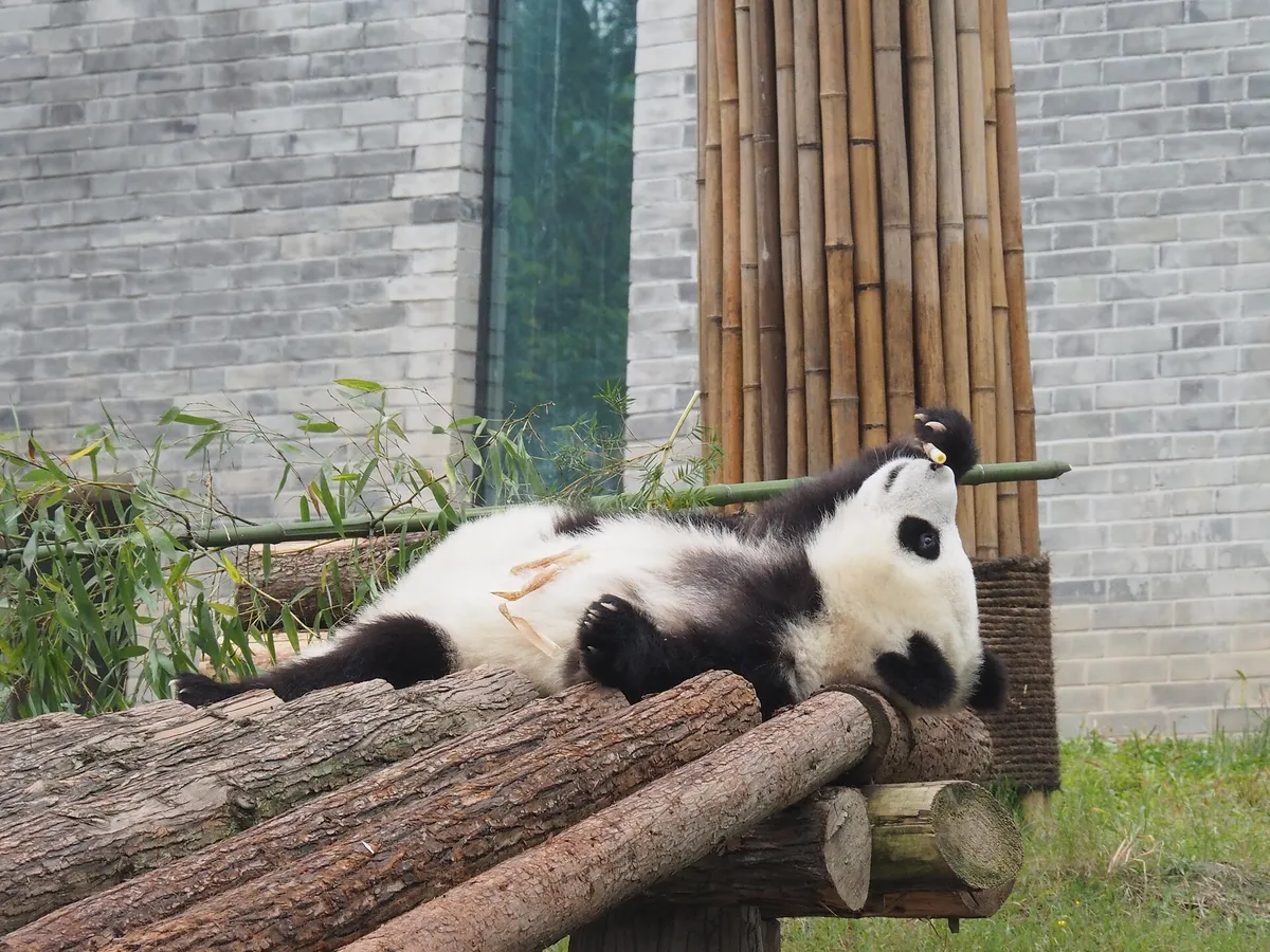 Enclosure with giant pandas at the Dujiangyan Giant Panda Center