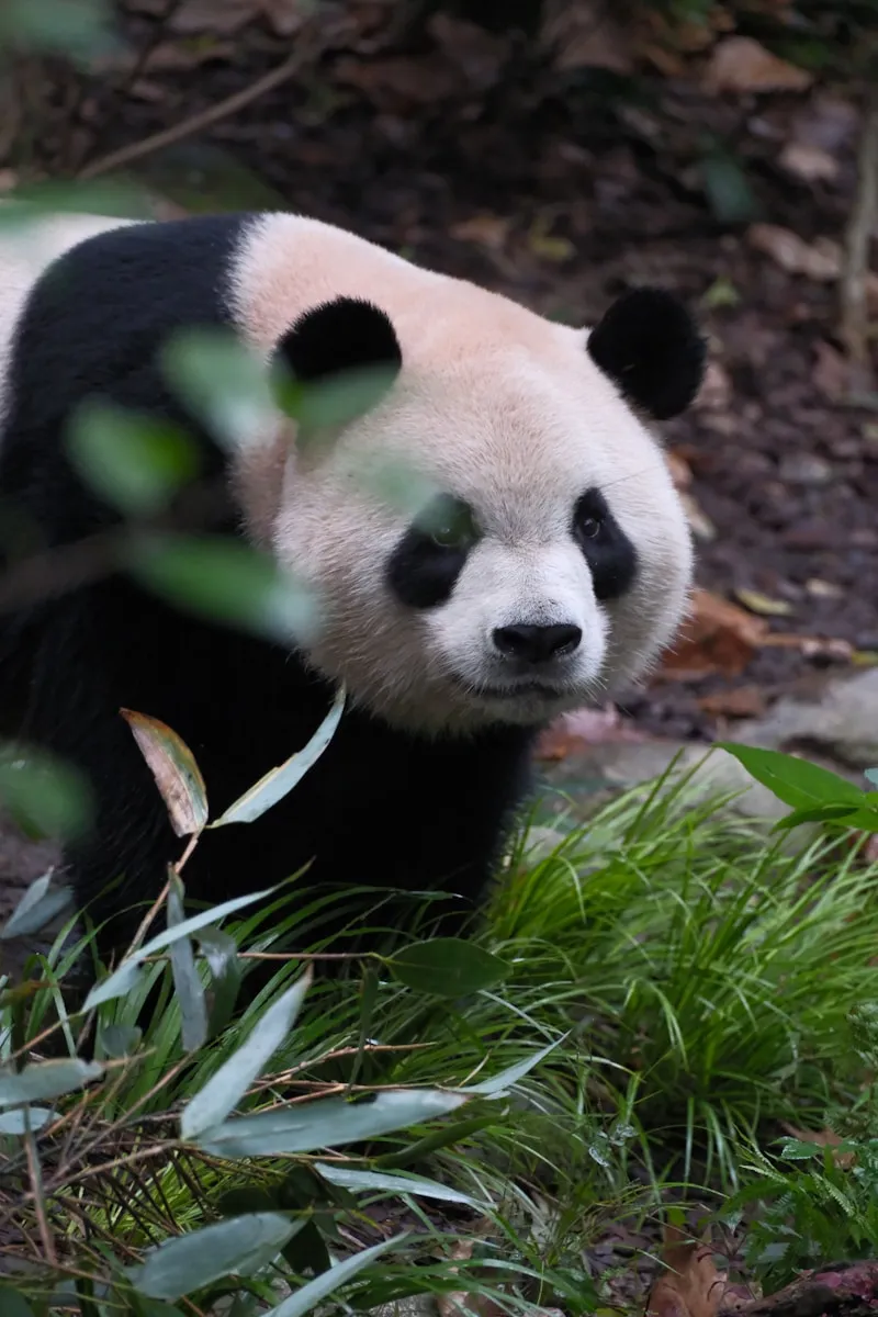 Giant pandas resting in a forested enclosure at Dujiangyan Panda Base