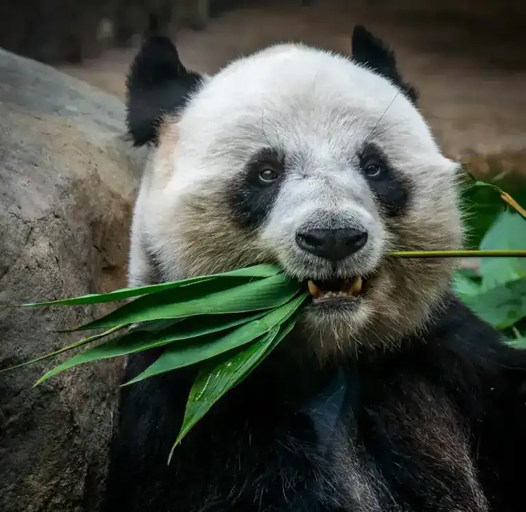 Volunteer hand-feeding a giant panda at Dujiangyan